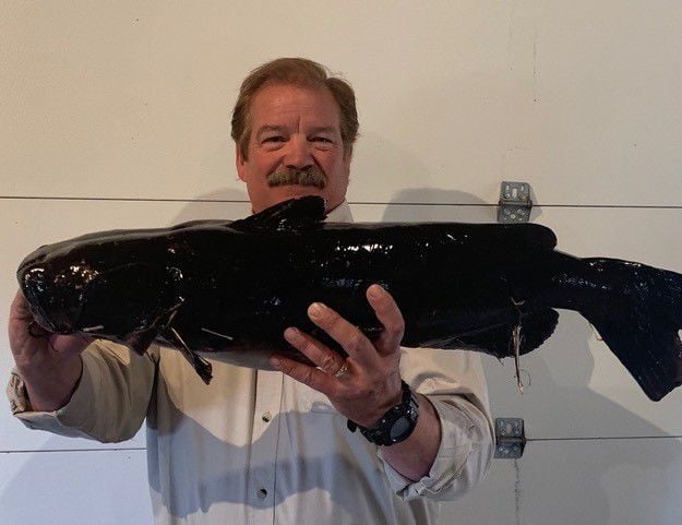 catfish